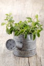 Fresh oregano in a watering can Royalty Free Stock Photo