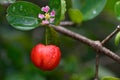 Fresh organic Acerola Cherry Fruits on tree with flower and water drops