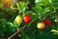 Fresh organic Acerola cherry.Thai or Acerola cherries fruit on the tree, high vitamin C and antioxidant fruits