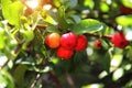 Fresh organic Acerola cherry.Thai or Acerola cherries fruit on the tree with water drop, high vitamin C and antioxidant fruits Royalty Free Stock Photo