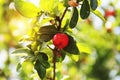 Fresh organic Acerola cherry.Thai or Acerola cherries fruit on the tree with water drop, high vitamin C and antioxidant fruits Royalty Free Stock Photo