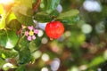 Fresh organic Acerola cherry.Thai or Acerola cherries fruit on the tree with water drop, high vitamin C and antioxidant fruits Royalty Free Stock Photo