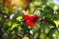 Fresh organic Acerola cherry.Thai or Acerola cherries fruit on the tree with water drop, high vitamin C and antioxidant fruits Royalty Free Stock Photo