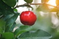 Fresh organic Acerola cherry on the tree