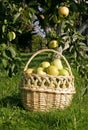 Basket with apples in the orcard Royalty Free Stock Photo