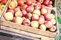 Fresh organic apples in wooden crate Royalty Free Stock Photo