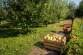 Fresh organic apples are in wooden crate on harvest day. Royalty Free Stock Photo