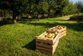 Fresh organic apples are in wooden crate on harvest day. Royalty Free Stock Photo