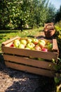 Fresh organic apples are in wooden crate on harvest day. Royalty Free Stock Photo