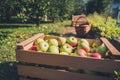Fresh organic apples are in wooden crate on harvest day. Royalty Free Stock Photo