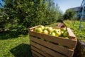 Fresh organic apples are in wooden crate on harvest day. Royalty Free Stock Photo