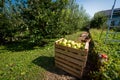 Fresh organic apples are in wooden crate on harvest day. Royalty Free Stock Photo