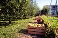 Fresh organic apples are in wooden crate on harvest day. Royalty Free Stock Photo