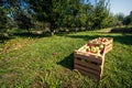 Fresh organic apples are in wooden crate on harvest day. Royalty Free Stock Photo