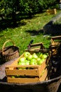 Fresh organic apples are in wooden crate on harvest day Royalty Free Stock Photo