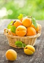 Fresh organic apricot