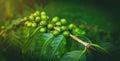 Fresh Organic arabica or robusta coffee beans on a branch growing on the plantation farm in Bali, Ubud