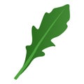 Fresh tasty arugula leaf isolated