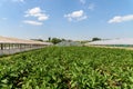 Fresh Organic Aubergine Plants On Field Royalty Free Stock Photo