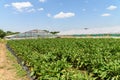 Fresh Organic Aubergine Plants On Field Royalty Free Stock Photo