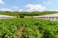 Fresh Organic Aubergine Plants On Field Royalty Free Stock Photo