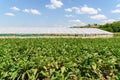 Fresh Organic Aubergine Plants On Field Royalty Free Stock Photo