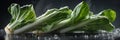 Fresh organic baby Bok Choy chinese cabbage on dark background