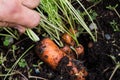 Fresh organic baby carrots right out of the ground. Organic gardening at its finest.