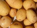 Fresh organic baby potato Heap of potatoes root Royalty Free Stock Photo