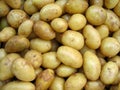 Fresh organic baby potato Heap of potatoes root Royalty Free Stock Photo