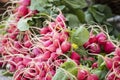 Fresh organic baby radish at farmer's market