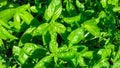 Fresh organic basil, growing in the garden. Bright green basilic leaves. Outdoors. Natural food background Royalty Free Stock Photo