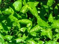 Fresh organic basil, growing in the garden. Bright green basilic leaves. Outdoors. Natural food background Royalty Free Stock Photo