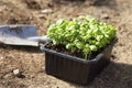 Fresh organic basil herb seedlings ready-to-plant, spring aromatic herbs Royalty Free Stock Photo