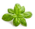 Fresh organic basil leaves Royalty Free Stock Photo