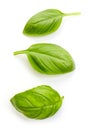 Fresh organic basil Royalty Free Stock Photo