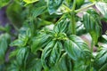 Fresh organic basil plant grows up in garden Royalty Free Stock Photo