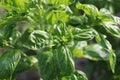 Fresh organic basil plant grows up in garden Royalty Free Stock Photo