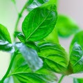 Fresh Organic Basil - Square composition