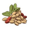 Fresh organic beans illustration