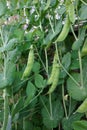 Fresh organic beans or peas. black-capped capuchin and snow peas. basic food. vertical farming. biological small vegetable garden. Royalty Free Stock Photo