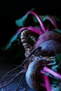 Fresh organic beet, beetroot in basket. Close view1 Royalty Free Stock Photo