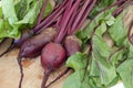 Fresh organic beetroot Royalty Free Stock Photo