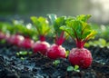 Fresh organic beetroot growing on the field. A beetroot plants growing on the ground in a garden Royalty Free Stock Photo