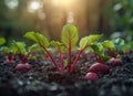 Fresh organic beetroot growing in the soil Royalty Free Stock Photo