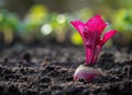 Fresh organic beetroot growing in the soil Royalty Free Stock Photo