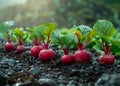 Fresh organic beetroot growing on the soil in the garden Royalty Free Stock Photo