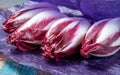 Fresh organic Belgian endivi or red chicory lettuce close up Royalty Free Stock Photo