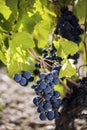 Fresh organic black grapes vineyard. Turkey / Izmir / Kavacik Royalty Free Stock Photo