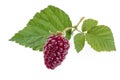 Fresh organic blackberries on the bush isolated on white background Royalty Free Stock Photo